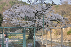 桜＠大津ダム