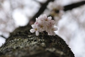 ‘10　桜＠草木ダム2