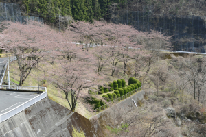 草木ダムの桜4